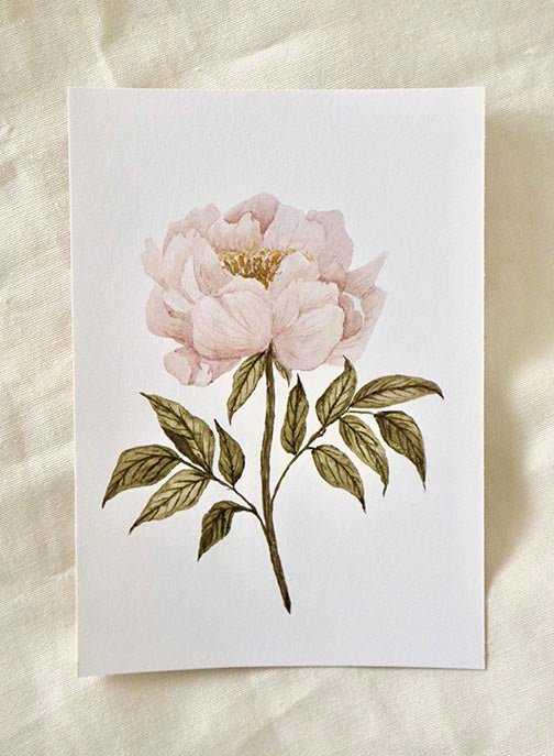 Dreamy Peony - Cottage Lane Prints