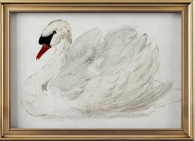 White Swan - Cottage Lane Prints